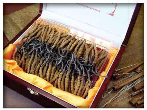 胡场镇冬虫夏草回收